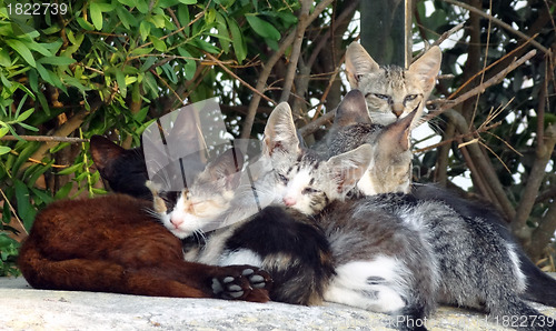 Image of Relaxing cats