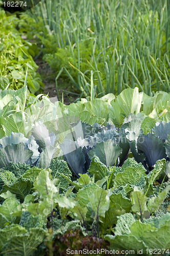 Image of Cabbage