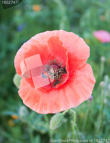 Image of Beautiful red poppies blossom among meadow grasses