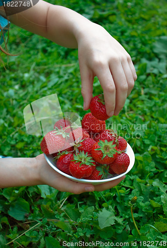 Image of Girl fills  plate with  ripe strawberry
