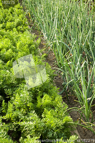 Image of Carrots and onions