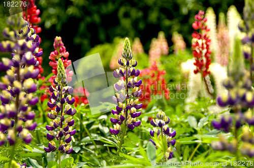 Image of Lupins 01