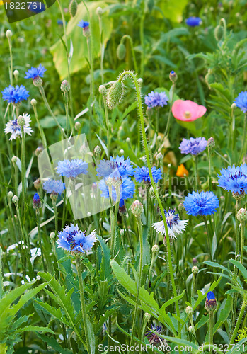 Image of Various grasses beautifully blossom on a meadow