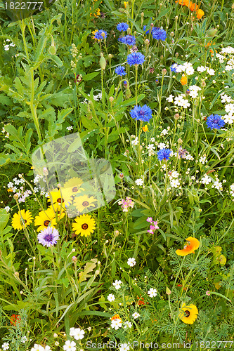 Image of Various grasses beautifully blossom on a meadow