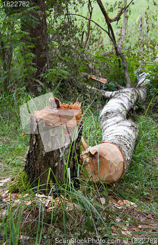 Image of Birch stump and trunk