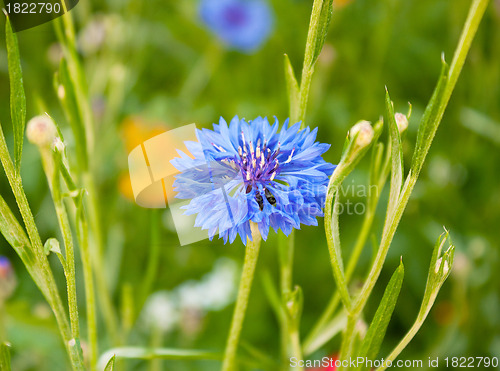 Image of Cornflower blossoms in a meadow