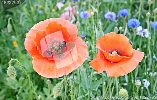 Image of Beautiful red poppies blossom among meadow grasses