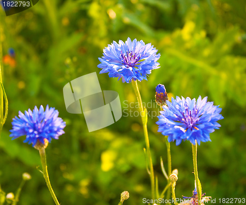 Image of Cornflower blossoms in a meadow