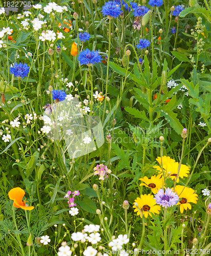 Image of Various grasses beautifully blossom on a meadow