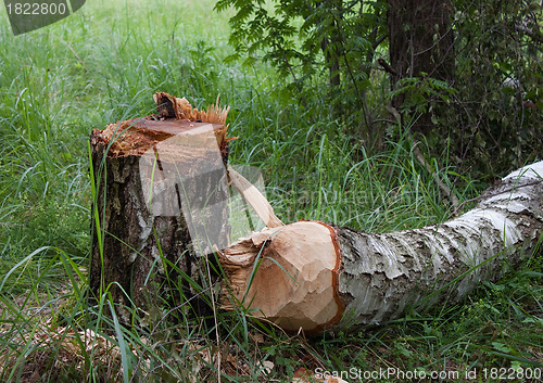 Image of Birch stump and trunk of  birch