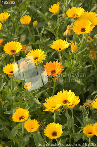 Image of Marigold 02