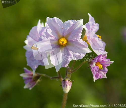 Image of inflorescence potato. (Solanum tuberosum)