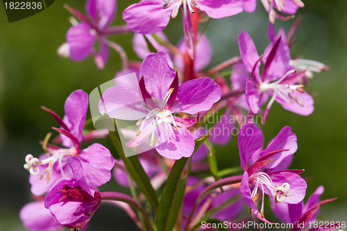 Image of Flower willow-herb. ( Chamerion angustifolium)