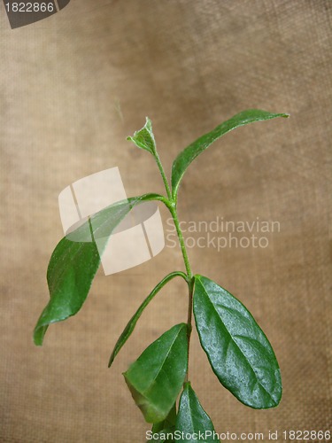 Image of sprout of a feijoa