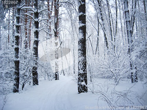 Image of Winter landscape in a forest