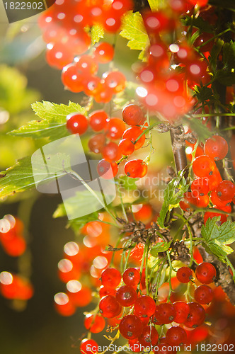 Image of illuminated by sunlight redcurrant berries 