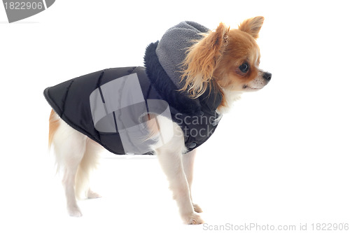 Image of dressed chihuahua