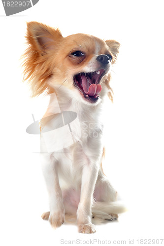 Image of yawning chihuahua