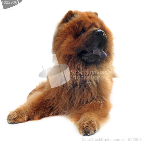 Image of chow-chow