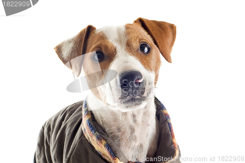 Image of jack russel terrier with coat