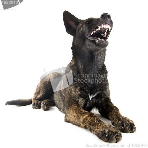 Image of aggressive Holland Shepherd