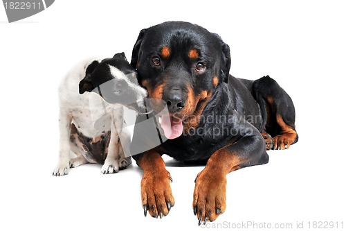 Image of rottweiler and jack russel terrier