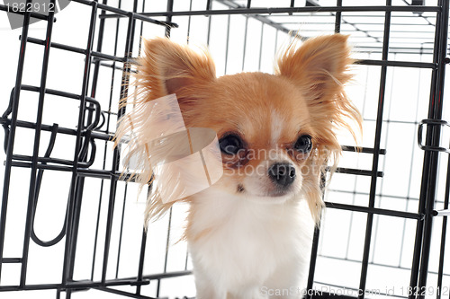 Image of chihuahua in kennel