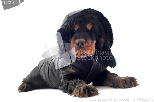 Image of dressed cocker spaniel