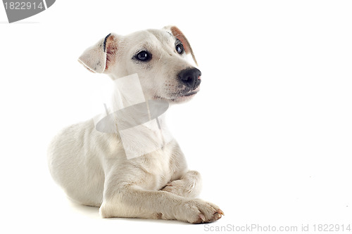 Image of puppy jack russel terrier