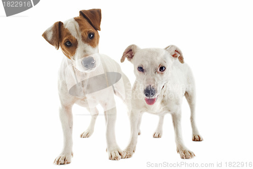 Image of jack russel terrier