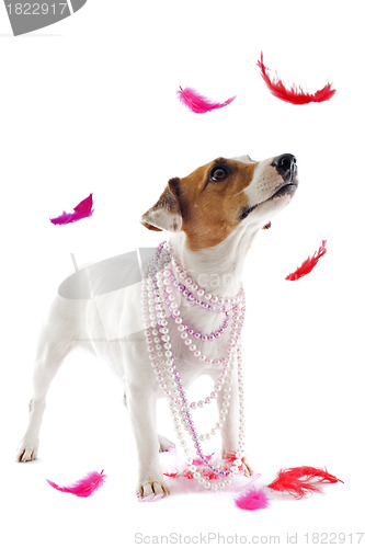 Image of jack russel terrier with feathers