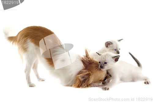 Image of chihuahua and siamese kitten