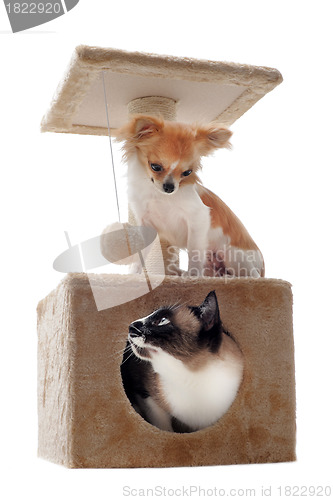 Image of siamese cat and chihuahua