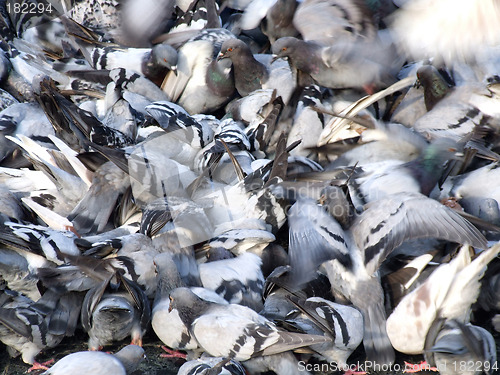 Image of Crowding pigeons - multitude of birds