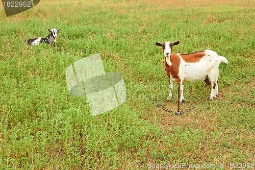 Image of Goats on the pasture