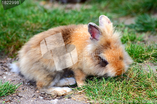 Image of cute little rabbit