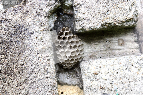 Image of honeycomb