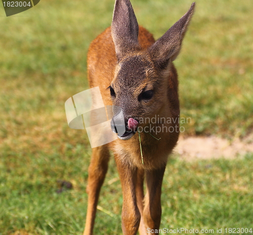 Image of portrait of a baby deer