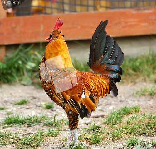 Image of rooster shaking its head