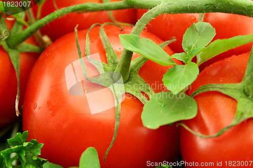 Image of Vine Ripen Tomatoes