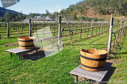 Image of Vineyard