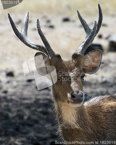 Image of Javan rusa portrait