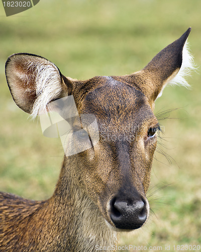 Image of Javan rusa portrait