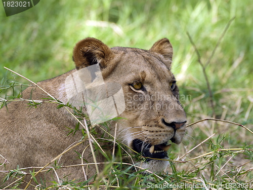 Image of Lioness