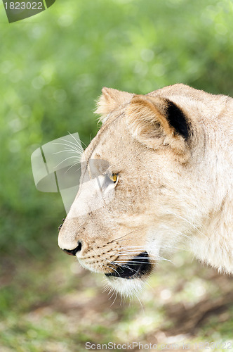 Image of Lioness head