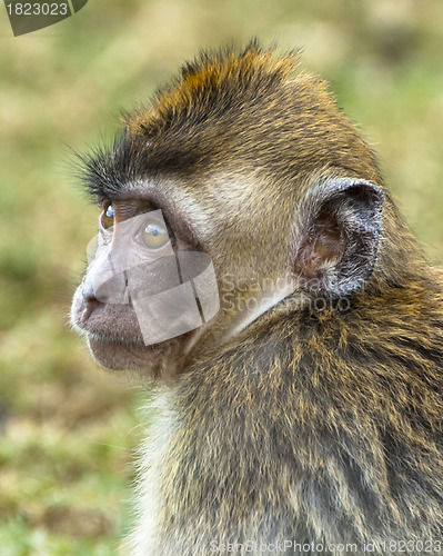 Image of baby monkey