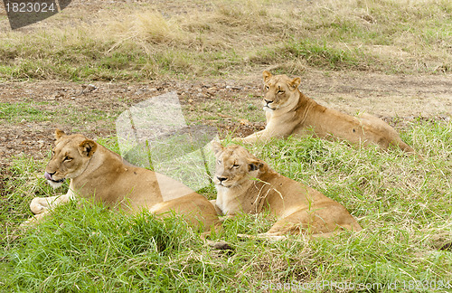 Image of African roadside 