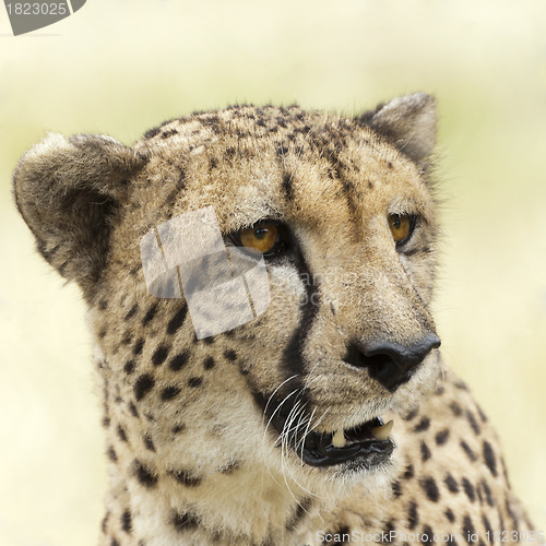 Image of Cheetah