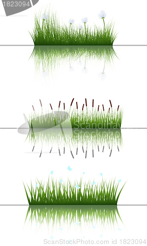 Image of grass on water