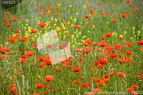 Image of Poppies 01